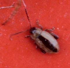 Capraita texana