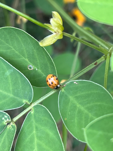 Asian Lady Beetle