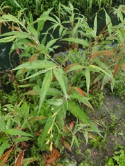 Persicaria lapathifolia lanata