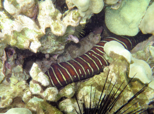 Gymnomuraena zebra observed 2026-09-18