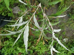 Persicaria lapathifolia lanata