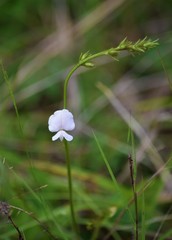 Tephrosia onobrychoides