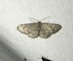 Idaea violacearia