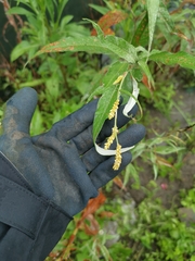 Persicaria lapathifolia lanata