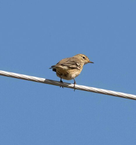 American Pipit