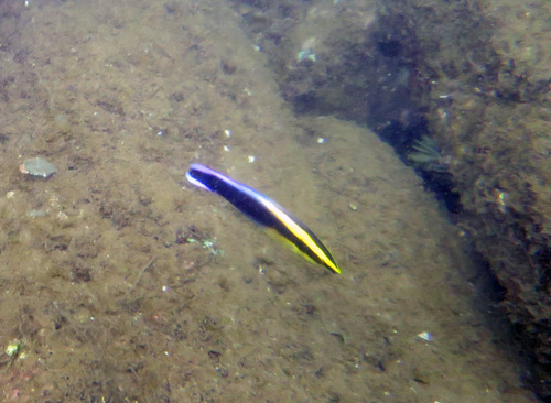Labroides phthirophagus observed 2026-09-18