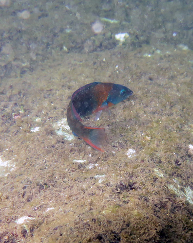 Thalassoma duperrey observed 2026-09-18