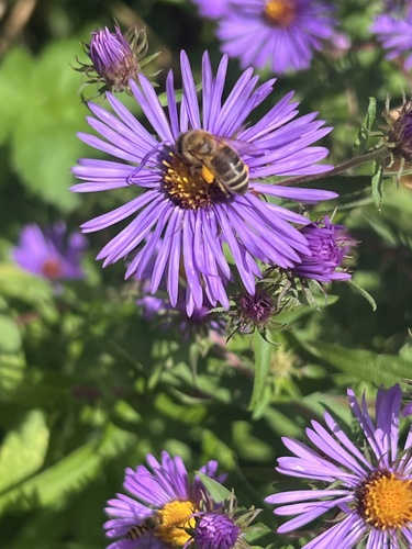 Western Honey Bee