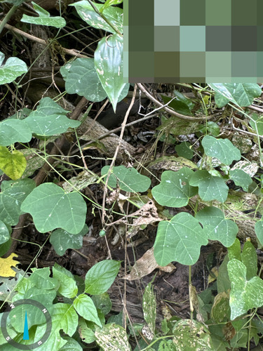 Passiflora filipes, photograph 1