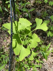 Ginkgo biloba