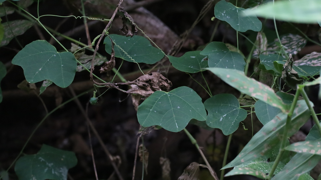 Passiflora filipes; photograph (c) Raúl A. Ruiz M., some rights reserved (CC BY)