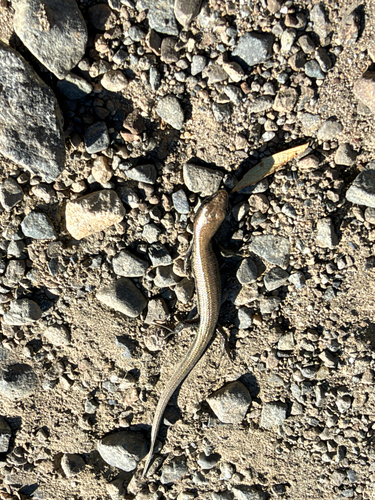 Northern Alligator Lizard