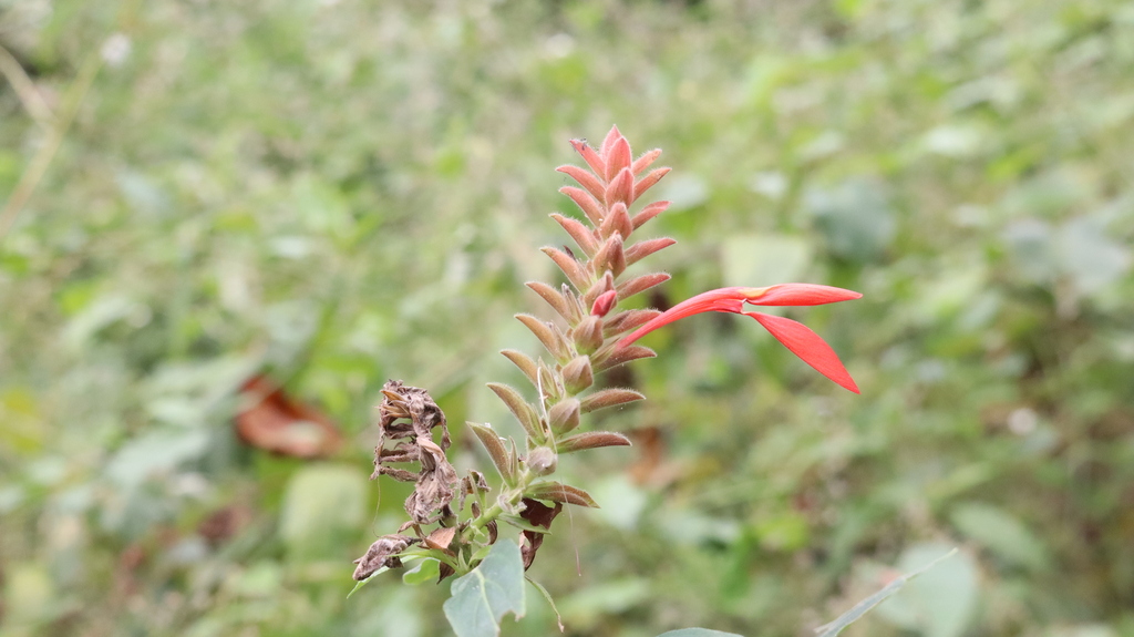 Aphelandra guayasii