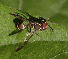 Polybia ruficeps