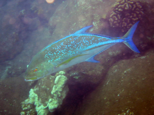 Caranx observed 2026-09-18