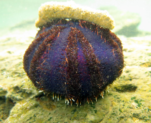 Tripneustes gratilla, 2026-09-18