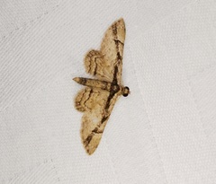 Gymnoscelis tristrigosa