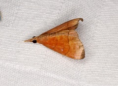 Hemiscopis sanguinea