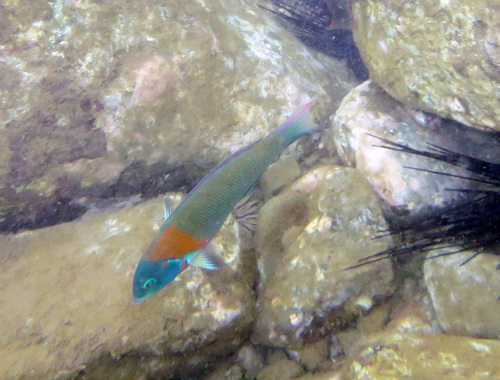 Thalassoma duperrey observed 2026-09-18