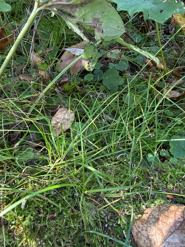 Carex disperma, 2026-09-18