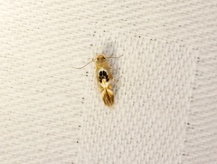 Hieromantis arcuata