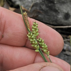 Carex garberi