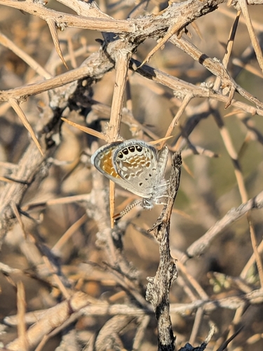 Western Pygmy-Blue