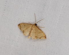 Idaea impexa