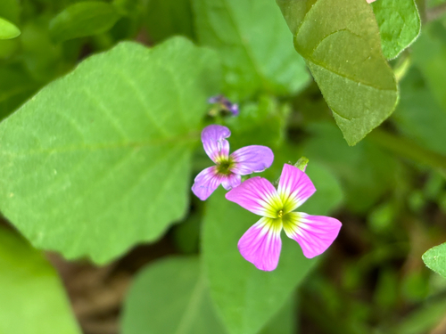 Malcolmia maritima
