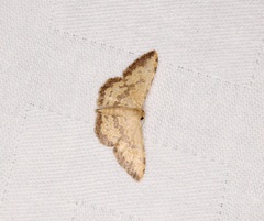 Idaea phaeocrossa