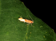 Labdia semicoccinea