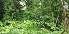 Dennstaedtia scandens