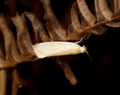 Athrypsiastis salva