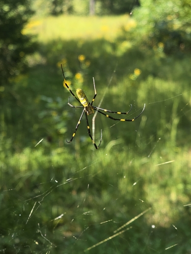 Joro Spider