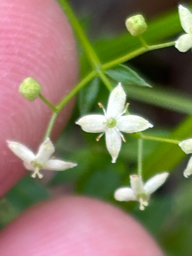 Galium album, photograph 6