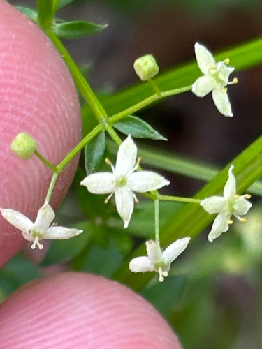 Galium album, photograph 5