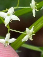 Galium album, photograph (c) Jose Gutierrez Higa, some rights reserved (CC BY)