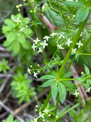 Galium album, photograph (c) Jose Gutierrez Higa, some rights reserved (CC BY)