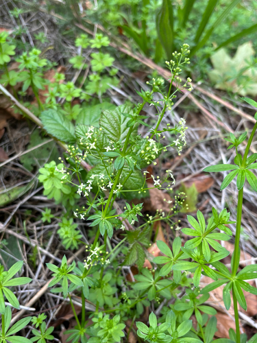 Galium album