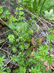 Galium album