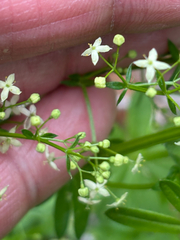 Galium album, photograph (c) Jose Gutierrez Higa, some rights reserved (CC BY)