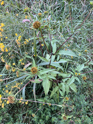 Bidens vulgata, photograph 4