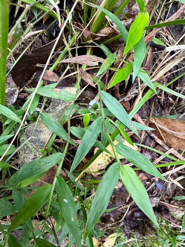 Oplismenus hirtellus, photograph 2