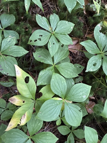 Canadian bunchberry