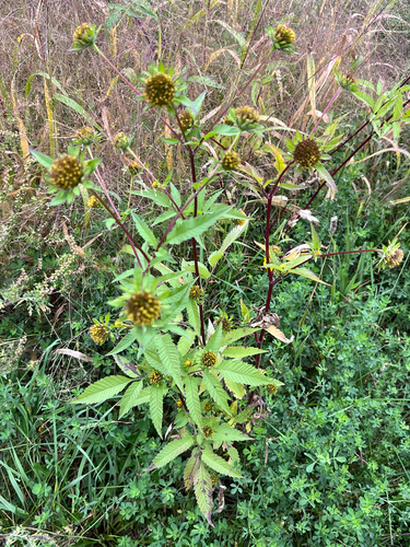 Bidens vulgata, photograph 3