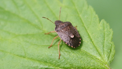 Holcostethus abbreviatus