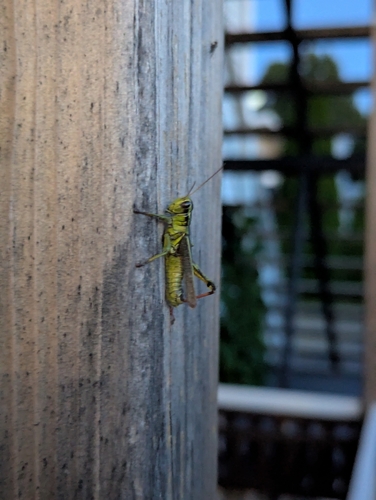Two-striped Grasshopper