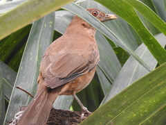 Turdus grayi