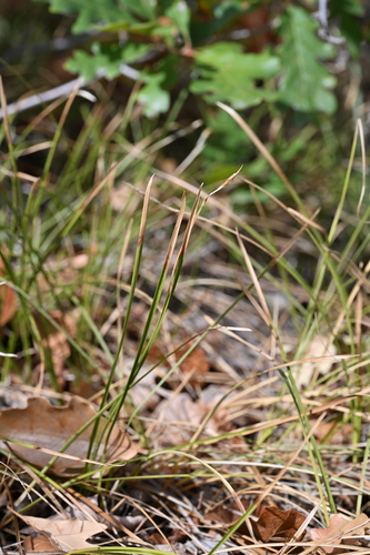 Carex geyeri, 2026-09-18