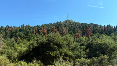 Abies cephalonica